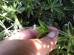 Stellaria littoralis
