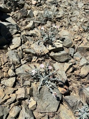 Stephanomeria parryi