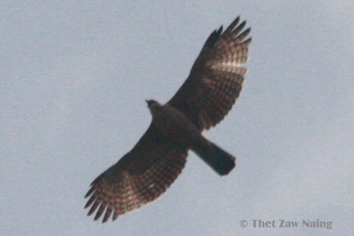 Mountain Hawk-Eagle (Western)