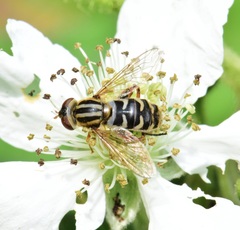 Anasimyia anausis