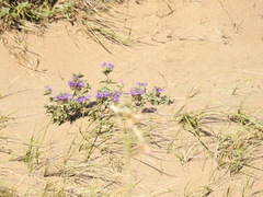 Monardella sinuata