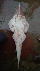 Glaucostegus younholeei