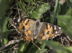 Vanessa cardui