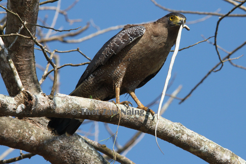 Crested Serpent-Eagle