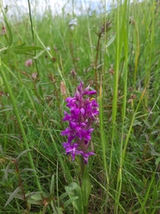 Dactylorhiza majalis