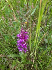 Dactylorhiza majalis
