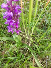 Dactylorhiza majalis