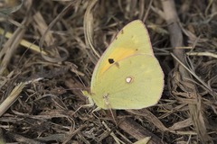 Colias croceus