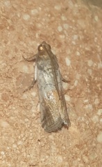 Chararica hystriculella