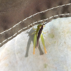 Staurorhectus longicornis
