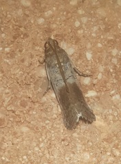 Chararica hystriculella