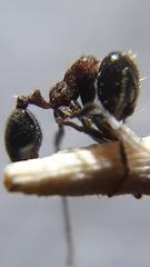 Trichomyrmex glaber