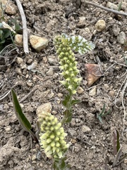 Veronica ritteriana