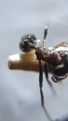 Trichomyrmex glaber