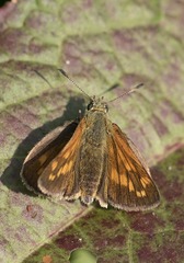 Ochlodes sylvanus