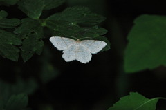 Trigrammia quadrinotaria