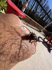 Enaphalodes hispicornis