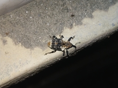 Eucryptorrhynchus scrobiculatus