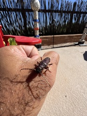 Enaphalodes hispicornis