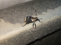 Eucryptorrhynchus scrobiculatus