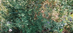 Medicago sativa