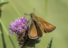 Thymelicus acteon