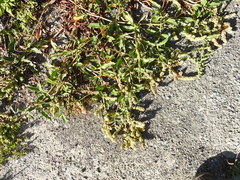 Rumex crassus