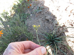 Tulbaghia dregeana
