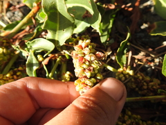Rumex crassus