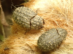 Trox sabulosus