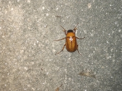 Pseudosymmachia impressifrons