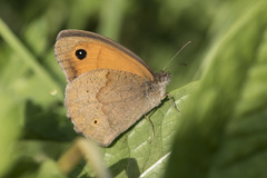 Maniola jurtina