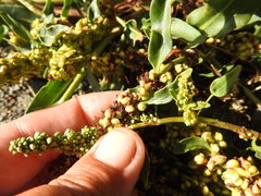 Rumex crassus