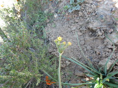 Tulbaghia dregeana