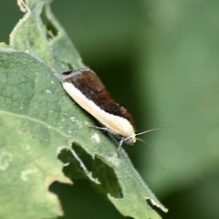 Ponometia exigua