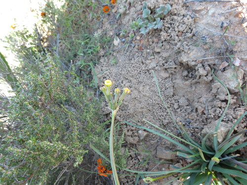 Image of Tulbaghia dregeana by no rights reserved
