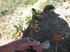 Tulbaghia dregeana