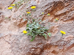 Pallenis spinosa subsp. spinosa image