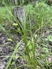 Carex tuckermanii