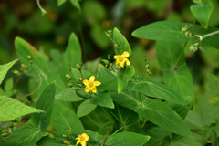 Hypericum sampsonii