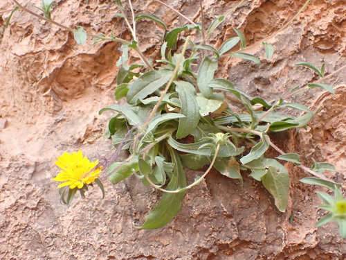 Pallenis spinosa subsp. spinosa image