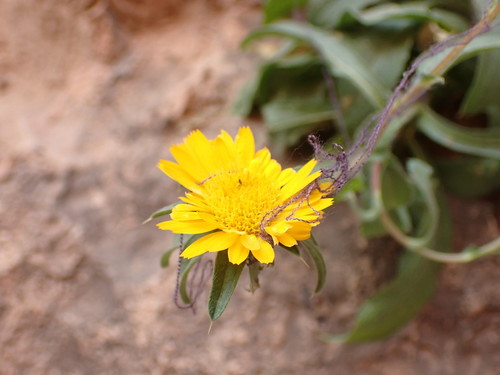 Pallenis spinosa subsp. spinosa image