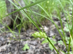 Carex tuckermanii