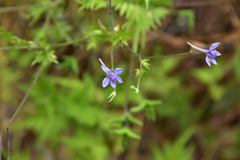 Delphinium anthriscifolium