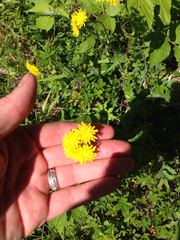 Pilosella caespitosa