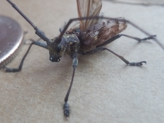 Monochamus carolinensis