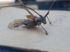 Monochamus carolinensis