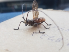 Monochamus carolinensis