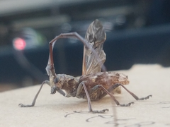 Monochamus carolinensis