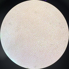Cryptonemia seminervis